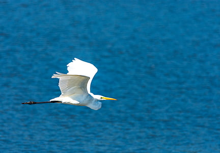 egret, heron, bird, water bird, nature, fly, birds
