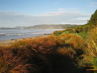 Nouvelle-Zélande, paysage, plantes, herbe, feuillage, mer, océan