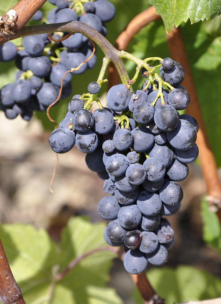 grožđa, Rebstock, vinogradarstvo, vinove loze, vinove loze, plava, plavo grožđe