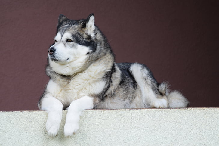 από την Αλάσκα malamute, Μαλαμούτ, σκύλος