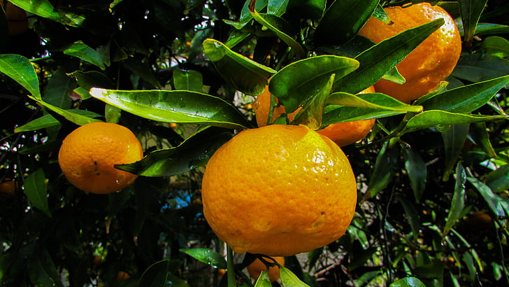 Mandarin, fruits, mandarine, alimentaire, frais, en bonne santé, orange