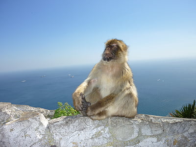 Affe, Gibraltar, Affenberg, Selbstvertrauen