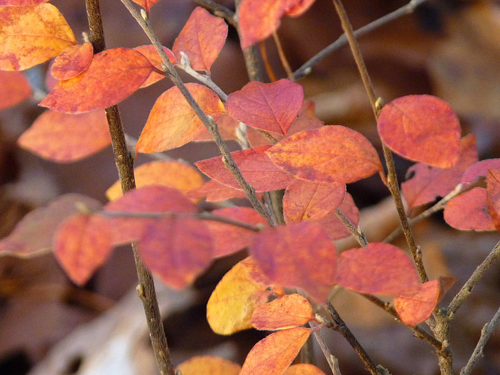 otoño, hojas, rojo, colorido, planta, Bush