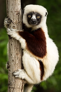 Lemur, Coquerel's biała, Biała, Madagaskar, propitheus, książę lemur centrum, Durham