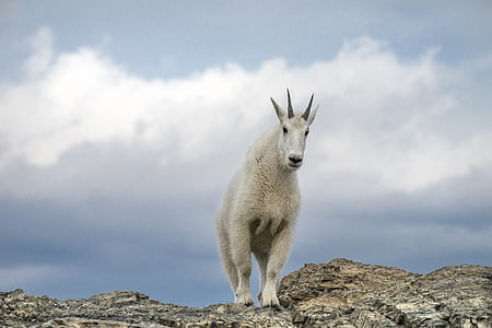 mountain goat, wildlife, nature, looking, white, fur, outdoors