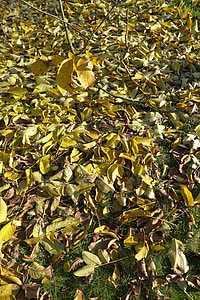 podzim, listy, větev, list, listoví, suché listí, podzimní