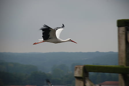 stork, bird flight, glide, bird, float, fly, wings