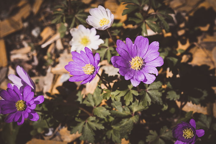 Anemone, Tuin, bloem, paars, Violet, wit, sluiten