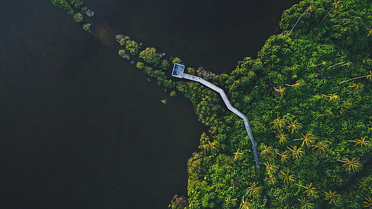 Aerial, carte, Jungle, vue, pont, chemin d’accès, vert