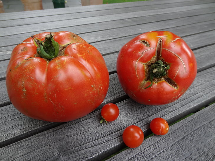 tomatoes, tomato, vegetables, seasonal, food, red, regional