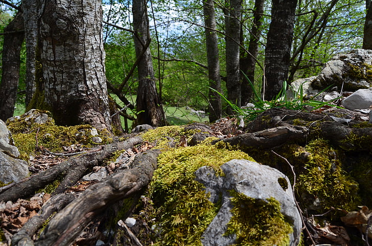 Moss, skogen, in i skogen, Mountain, promenad