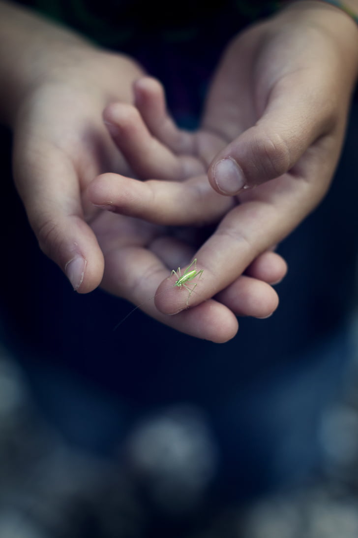 grasshopper, green, close, insect, animal, child, nature