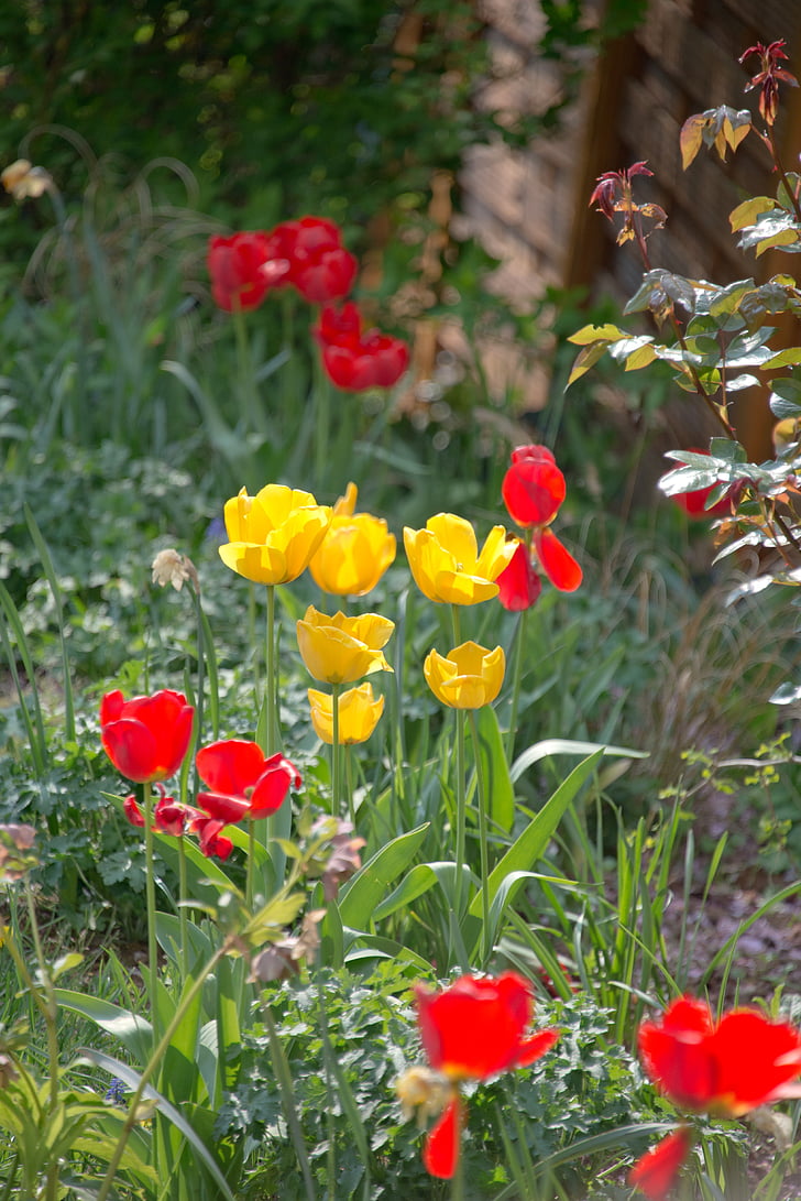 tulipes, Meadow, lit, printemps, fleurs, nature, jardin