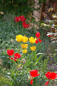 tulipanes, Prado, cama, primavera, flores, naturaleza, jardín