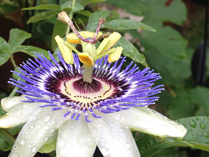 passion flower, close up, bloom, spring