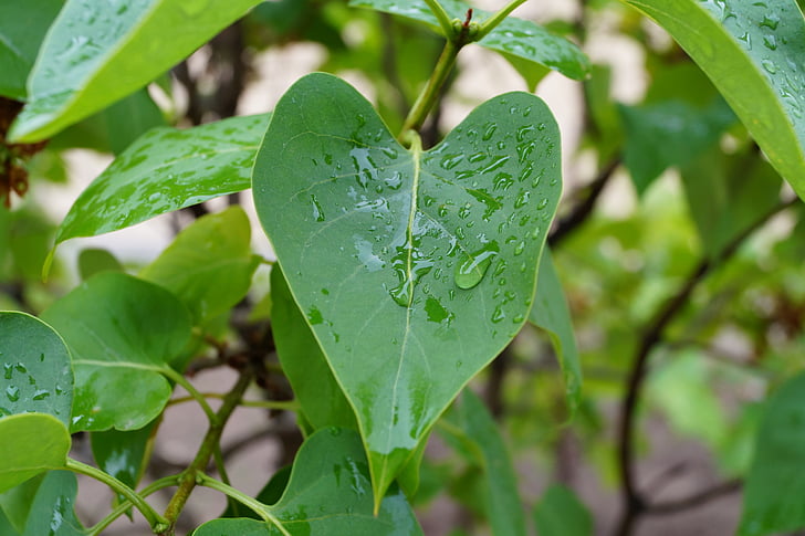 lluvia, Closeup, húmedo, árbol, condensación de, brillantemente, follaje