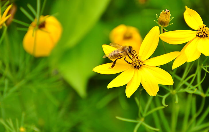 mädchenauge, fleurs jaunes, jardin, abeille, jaune, jardin fleuri, pollen