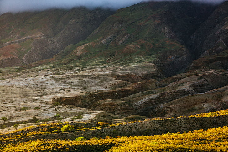 jaune, fleur, domaine, près de :, montagne, blanc, nuages