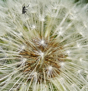 dandelion, fly, seeds was, nature, flower, seeds, meadow