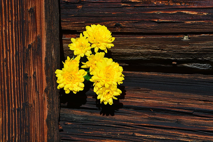 chrysanthemums, flowers, yellow, wood, brown