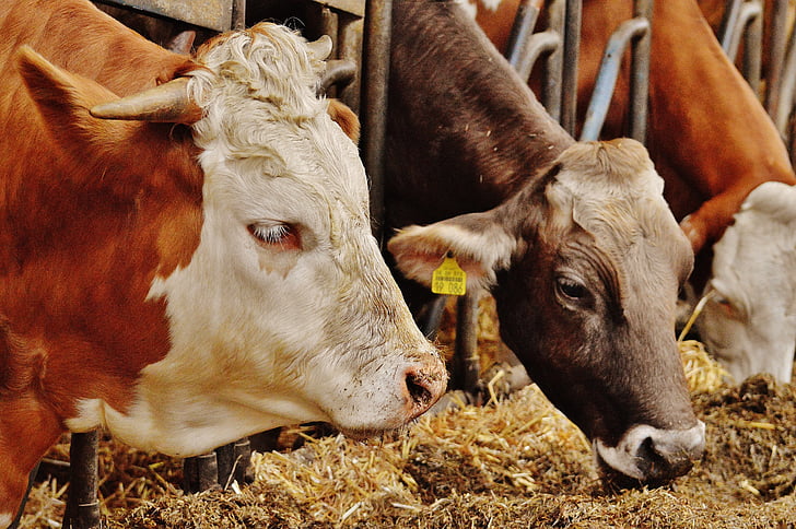 kravy, hovädzí dobytok, farma, zvieratá, Fotografie prírody, svet zvierat, krava