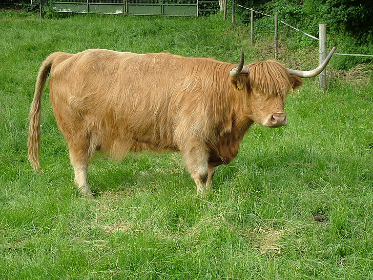 Highlands, sığır eti, sığır, inek, hayvanlar, çiftlik
