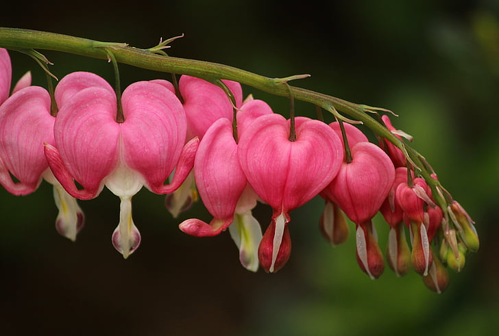 cuori di spurgo, Lamprocapnos spectabilis, fiori rosa, perenne, a forma di cuore, fiori di primavera