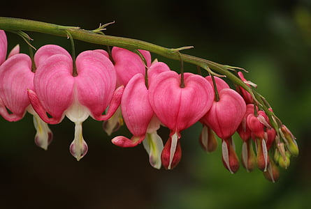 blödande hjärtan, Lamprocapnos spectabilis, rosa blommor, perenn, hjärtformade, Vårens blommor