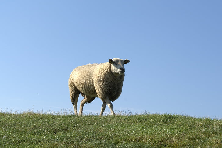 πρόβατα, deichschaf, ανάχωμα, Βόρεια θάλασσα, Nordfriesland, PELLWORM, χλόη