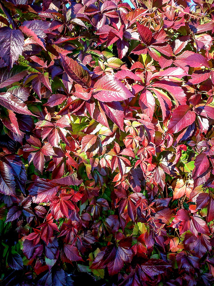 quinquefolia, daun merah, musim gugur, tanaman, merah, hidup alam, daun musim gugur