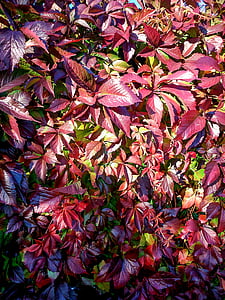 Parthenocissus, červené listy, podzim, závod, červená, živé přírody, podzimní list