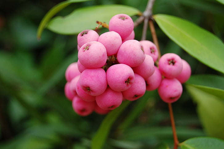 fruit, nature, berries, pink, berry, blossom, branch
