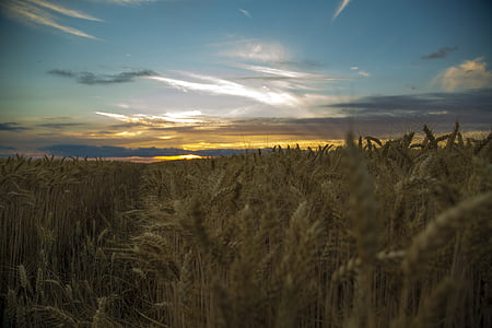 medina, sunset, wheat, blue white-a surname, beautiful, landscape, open 闊