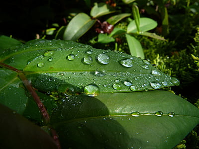 leaves, dew drops, macro, garden, morning, nature, spring