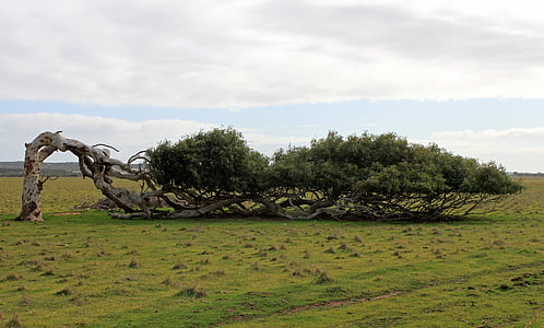 tree, lying, leaning tree, australia