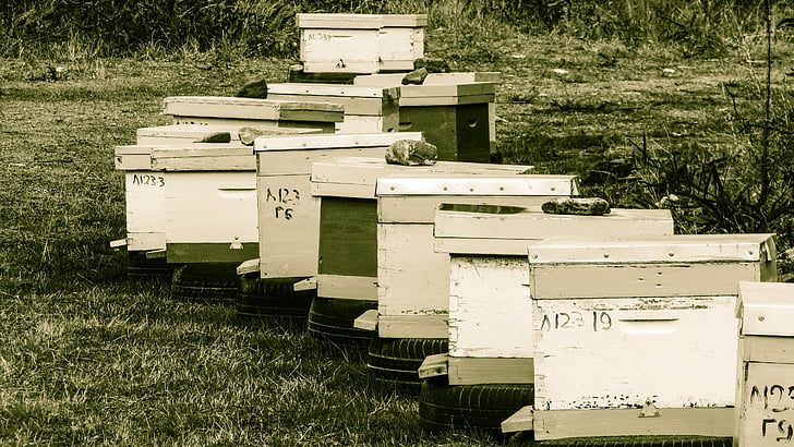 strukturen, bikube, apiculture, birøkt, apiary, landbruk, tradisjonelle