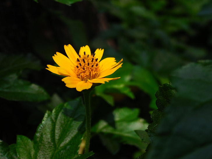 flowers, yellow, thailand