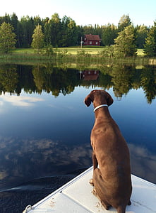 собака, Немецкий курцхаар, коричневый, зеркало, озеро, Природа, Лето
