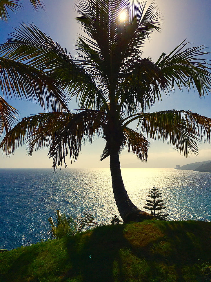 Тенерифе, Palm, Канарските острови, природата