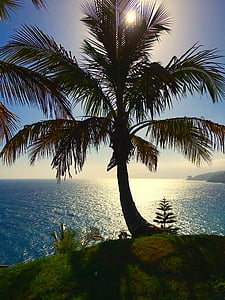 Teneryfa, palmy, Wyspy Kanaryjskie, Natura