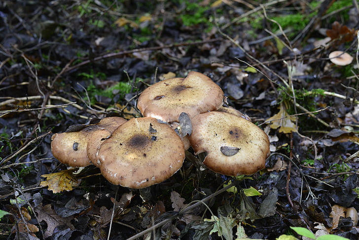 autunno, fungo, natura, Paesi Bassi, foresta, marrone