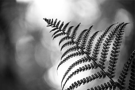 grayscale, photo, leaf, plant, black and white, close-up, no people