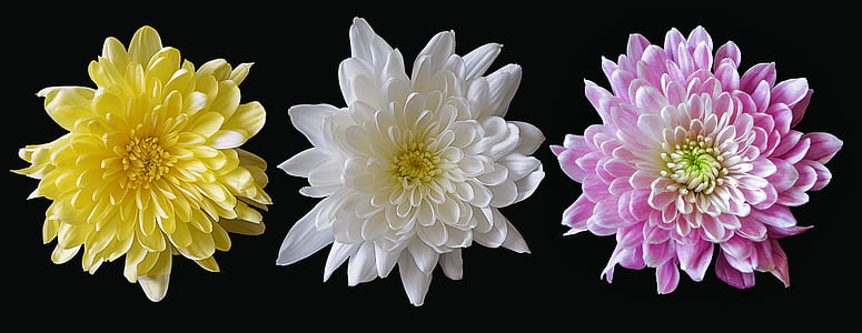 Chrysanthemum, blandet, blomst, rosa, gul, hvit, blomster