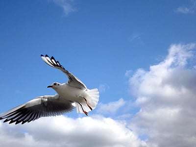 seagull, fly, birds, sky, take-off