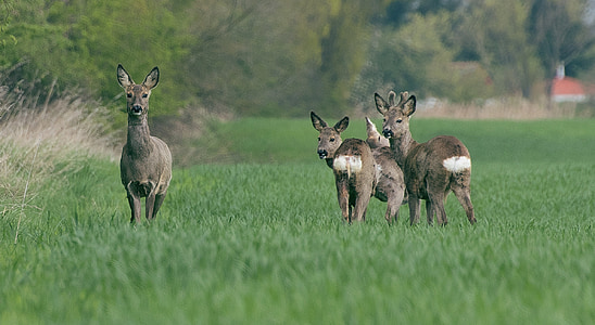 Roe deer, hoang dã, hươu fallow, rừng, động vật, Thiên nhiên, động vật có vú