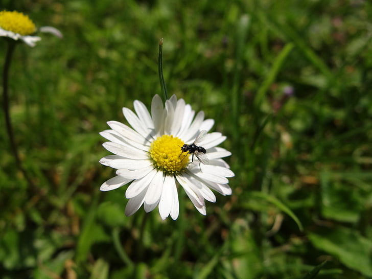 Daisy, blomma, Blossom, Bloom, äng, sommar, flygande myran