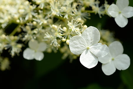 hortensia, blanc, macro, Blossom, Bloom, nature, plante
