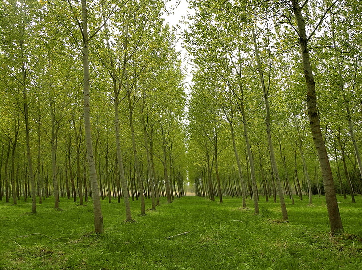 forest, park, poplars, trees, green, nature, spring