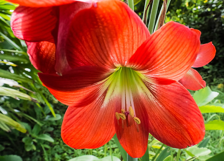 květ, květ, Bloom, červená, Zavřít