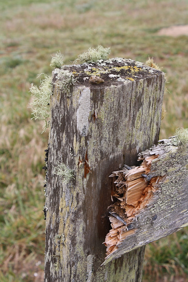 Moss, plot, staré, tráva, drevené, drevo, prírodné